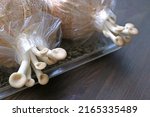 Small photo of Baby Oyster Mushrooms of the First Flush Growing Out of Spawn Bags