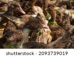 Brown Muscovy Ducks In The...