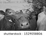 Small photo of A Black and White Photo of a Herd of Cows near Wiggington in Hertfordshire, England.