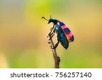Small photo of Beetles are a group of insects that form order Coleoptera, in the superorder Endopterygota. Their front pair of wings is hardened into wing-cases, elytra, distinguishing them from most other insects