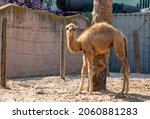 Small photo of Baby camel standing in the camels farm on the sand. Camels baby relaxing in zoo with the mouth open waiting for food. photography lonely dromedary stands next to a palm tree and looks at the camera