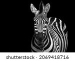 Zebra Black And White Portrait. ...