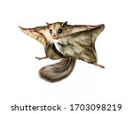 Flying Squirrel  Pteromys...