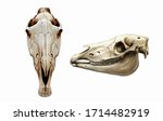 Horse Skull Frontally And In...
