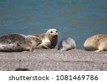 Seals   Goat Rock Beach  Sonoma ...