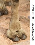 Small photo of camel toe