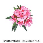 Small photo of Oleander, Sweet Oleander, Rose Bay, Closeup beautiful pink flower bouquet on green leaves isolated on white background. The side of pink blooming flowers bunch.