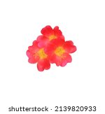 Small photo of Common Purslane or Verdolaga or Pigweed or Little Hogweed tree. Closeup small head red flowers bouquet isolated on white background. Top view little red blooming flower