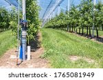 Rows of trees covered with hail protection net with apple trees and part of the irrigation system in the foreground