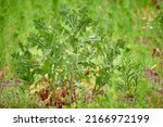 Small photo of Lettuce, or milk, wild, or compass (Lactuca serriola), is herbaceous plant, species of genus Lettuce of Asteraceae family. Most variable and widespread species of genus, originating from Eurasia.
