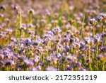 Small photo of Phacelia tanacetifolia is a species of flowering plant in the borage family Boraginaceae, known by the common names lacy phacelia, blue tansy or purple tansy.