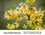 Forsythia suspensa, commonly known as weeping forsythia or golden-bell, is flowering plant in family Oleaceae, it is native to China.
