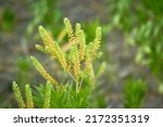 Small photo of Lepidium is a genus of plants in the mustard-cabbage family, Brassicaceae. General common names include peppercress, peppergrass, pepperweed, and pepperwort. Some species form tumbleweeds.