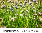 Small photo of Phacelia tanacetifolia is a species of flowering plant in the borage family Boraginaceae, known by the common names lacy phacelia, blue tansy or purple tansy.