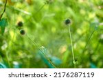 Small photo of Geum urbanum, wood avens, herb Bennet, colewort and St. Benedict's herb (Latin herba benedicta), is perennial plant in rose family (Rosaceae), which grows in shady places.