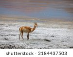 South American Vicuna Animal In ...