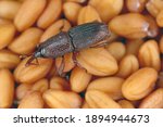 Wheat weevil sitophilus...