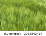 Small photo of Loose smut of barley is caused by Ustilago nuda. It is a disease that can destroy a large part of a barley crop. Loose smut replaces grain heads with smut, or masses of spores.