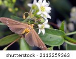 Small photo of Moth Handmaid - Dysauxes ancilla on flower.