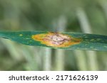 Small photo of Leaf spot of rye, septoria leaf blotch, speckled leaf blotch of rye. Mycosphaerella graminicola.