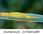 Severe yellow or stripe rust Puccinia striiformis on a wheat crop.