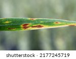 Small photo of Septoria leaf spot (Phaeospaeria nodorum) lesion on wheat leaf.