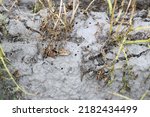 Small photo of Holes, burrows in the ground under potato plants after the exit of potato beetles that have transformed, metamorphosed from larva to pupa and from pupa to beetle in the potato field.