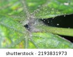 Small photo of Tetranychus urticae (red spider mite or two-spotted spider mite) is a species of plant-feeding mite a pest of many plants. Damage on the bean leaves.