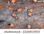 Small photo of Nectria cinnabarina, also known as coral spot, is a plant pathogen that causes cankers on broadleaf trees.
