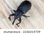 Magdalis common black weevil....