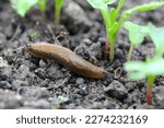 A shellless snail  slug eating...