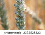 Small photo of Head scab or ear blight (Fusarium poae) infected grain on wheat ears. Infected wheat ear. Cereals ear disease.
