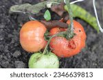 Small photo of A shellless snail, slug (Spanish Slug or Lusitanian Slug, Arion lusitanicus) eating a red tomato in a home garden.