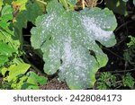 Small photo of Cucurbit powdery mildew on zucchini is a fungal disease of zucchini, the culprits of which are fungal pathogens: Erysiphe cichoracearum and Sphaerotheca fuliginea