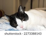 Small photo of Image result for European black and white cat Black and white cat: character Even the character of the white and gray European cat takes on similar connotations, that is, a very intelligent.