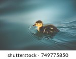 Little Duckling Swimming In...