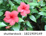 Two Hibiscus Flowers...