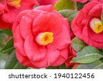 close up of pink camellia... | Shutterstock . vector #1940122456