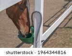 The horse drinks water from a special, automatic bowls for cattle on the farm. The concept of human-nature relations. Animal care. Holsteiner horse is drinking from auto drinker. Horse in the stable.