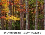 Forest with fall color.  Soft focus background color.  Birch trunks with brilliant fall colored leaves.