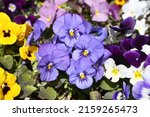 Small photo of Flowers of pansies (viola tricolor). Pansy, Johnny Jump up, heartsease, heart's ease, heart's delight, tickle-my-fancy, Jack-jump-up-and-kiss-me, come-and-cuddle-me, three faces in a hood. Pansy bloom