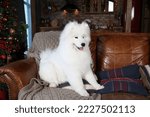 Small photo of Cute dog, pet: breed Samoyed (Nenets Herding Laika). Samoyed with blue different eyes. Domestic animal at home, in house. White furry dog with red scarf. Beautiful Samoyed laika, cute fluffy pet, dog