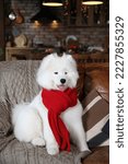 Small photo of Cute dog, pet: breed Samoyed (Nenets Herding Laika). Samoyed with blue different eyes. Domestic animal at home, in house. White furry dog with red scarf. Beautiful Samoyed laika, cute fluffy pet, dog