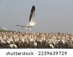 Small photo of Pelicans. Djoudj National Bird Sanctuary. Pelican fly over ocean in Djoudj national park, reserve Senegal, Africa. African landscape, scenery. Senegalese nature. Bird, pelican in Senegal. Pelican bird