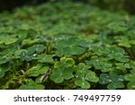 Patch Of Clovers