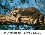 One exhausted trash panda catches up on sleep in a local park tree as the sun sets.. off to do night things with other raccoons soon enough. 