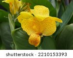 A Speckled Yellow Canna Lily ...