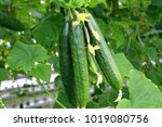Long Cucumbers On A Branch In A ...