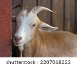Portrait Of Angora Goat. The...