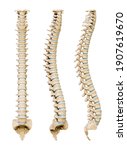 Human Spinal Column Or Backbone ...